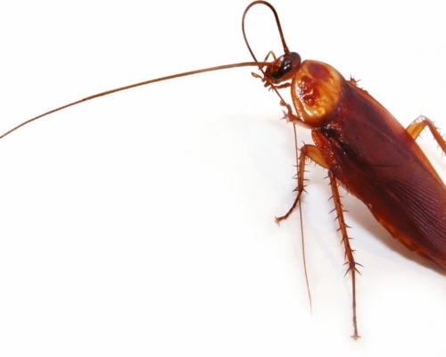 Controle de Pragas (Dedetização)